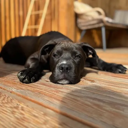 Horská chata Fox House Z Prywatna Balia Elektryczna Na Wylacznosc *